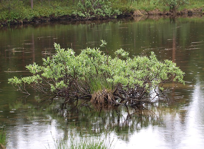 Image of Salix lapponum specimen.