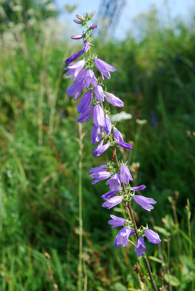 Изображение особи Campanula bononiensis.