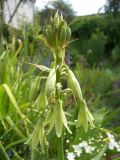 Galtonia viridiflora