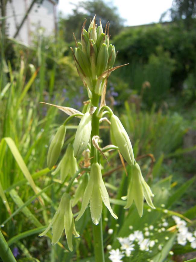 Изображение особи Galtonia viridiflora.