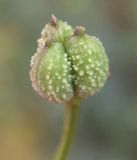 Garidella unguicularis