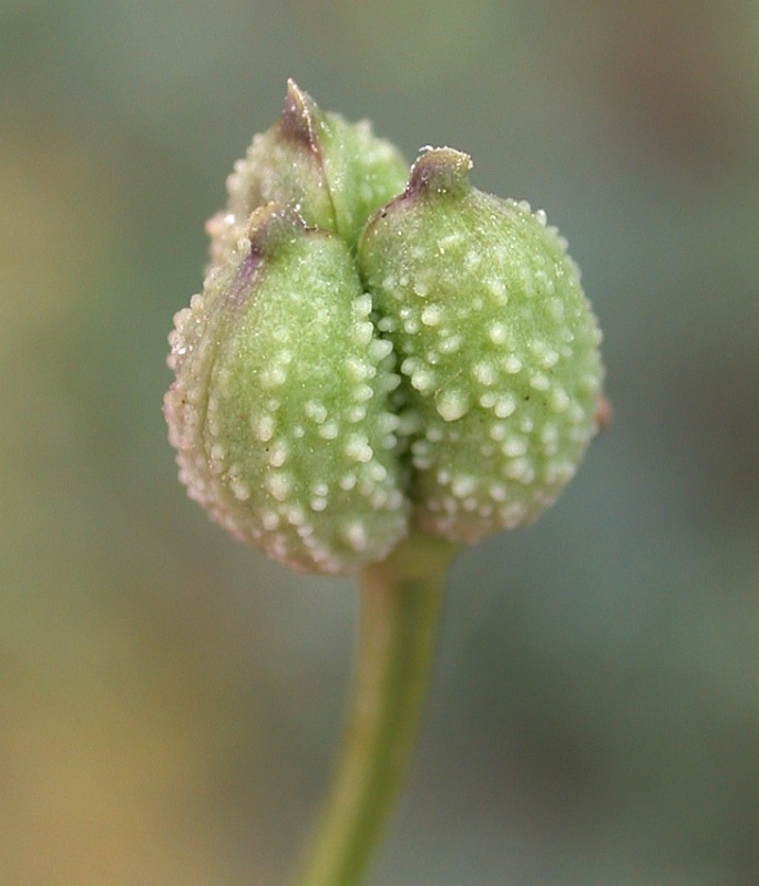 Image of Garidella unguicularis specimen.