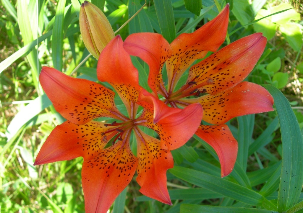 Image of Lilium pensylvanicum specimen.