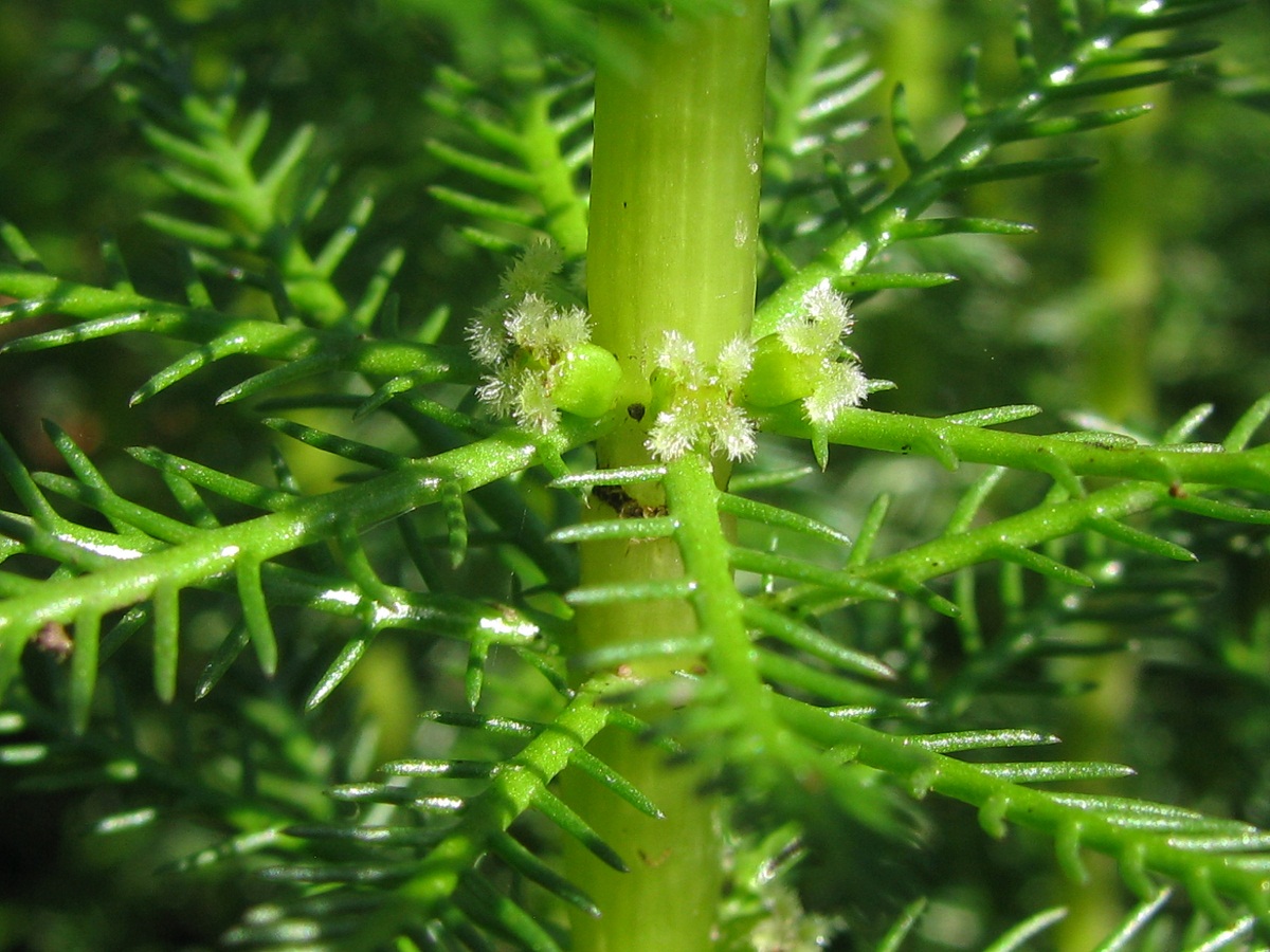 Image of Myriophyllum verticillatum specimen.