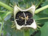 Datura stramonium