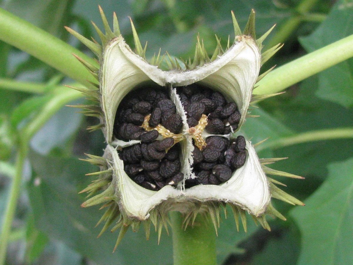 Изображение особи Datura stramonium.