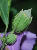 Hibiscus syriacus. Бутон и незрелый плод. Узбекистан, г. Ташкент, пос. Улугбек. 24.07.2012.