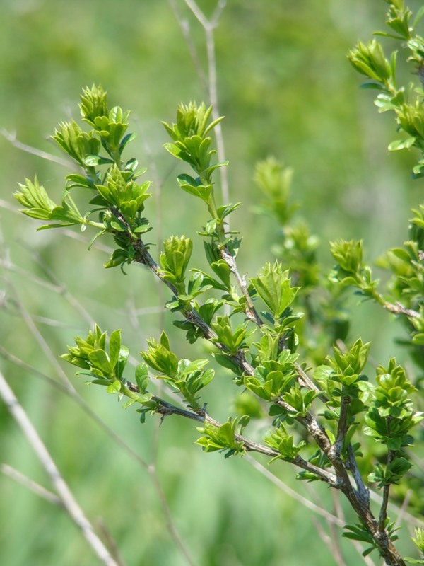 Image of Caragana frutex specimen.