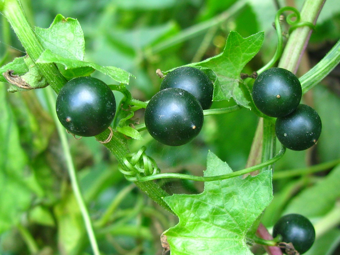 Image of Bryonia alba specimen.