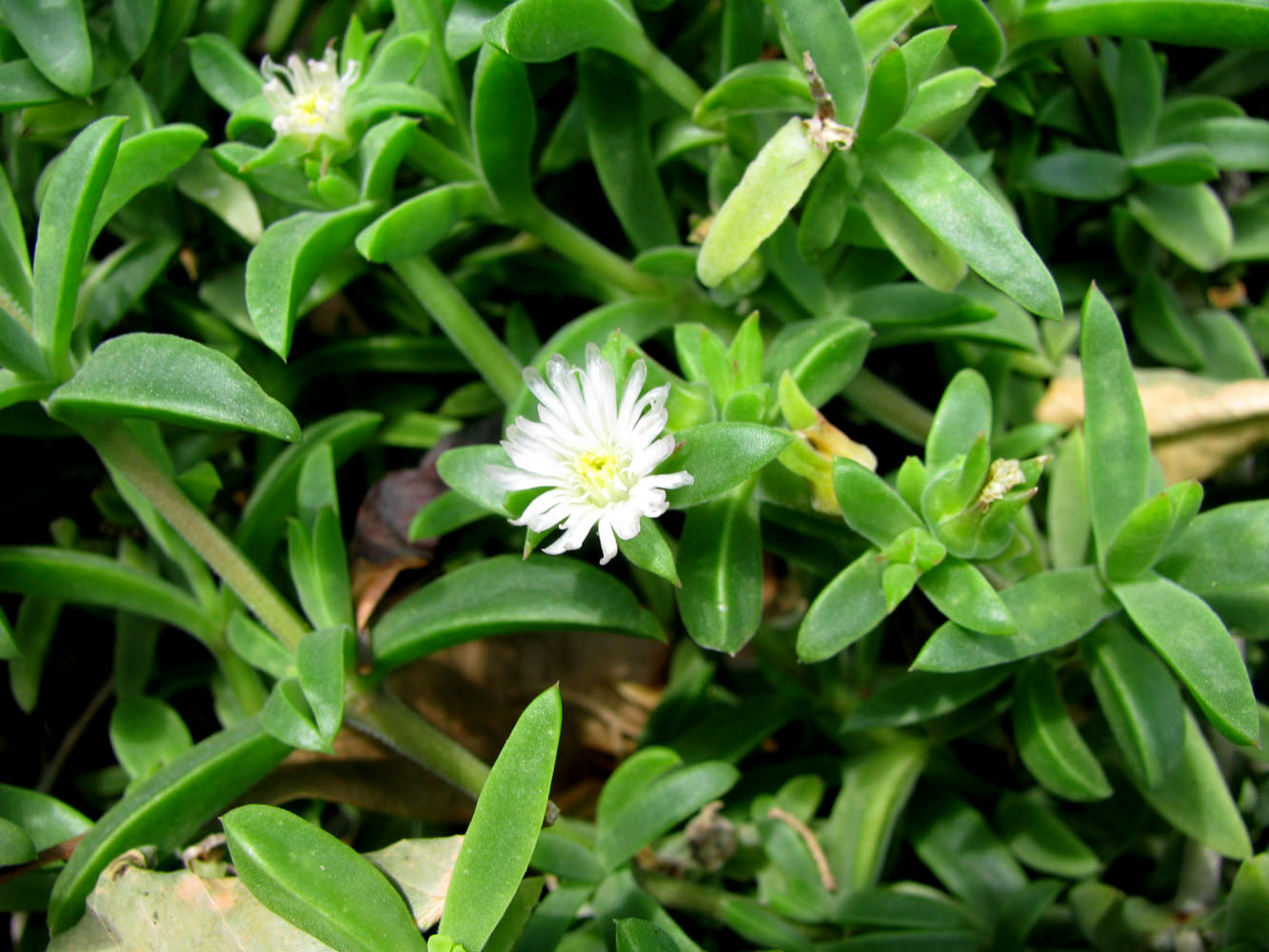 Image of Aptenia lancifolia specimen.
