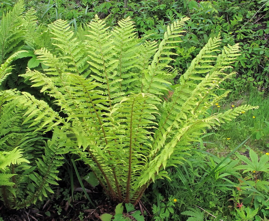Image of Dryopteris crassirhizoma specimen.