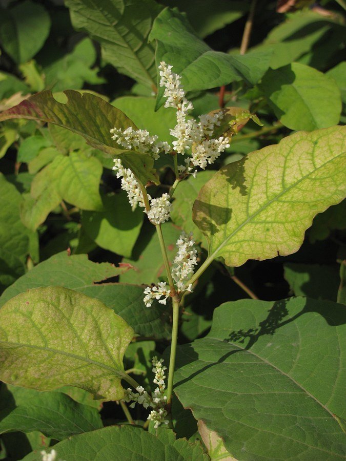 Изображение особи Reynoutria japonica.