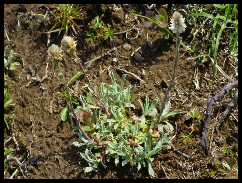 Изображение особи Antennaria dioiciformis.