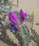 Oxytropis lanata