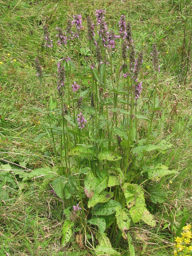 Изображение особи Betonica officinalis.