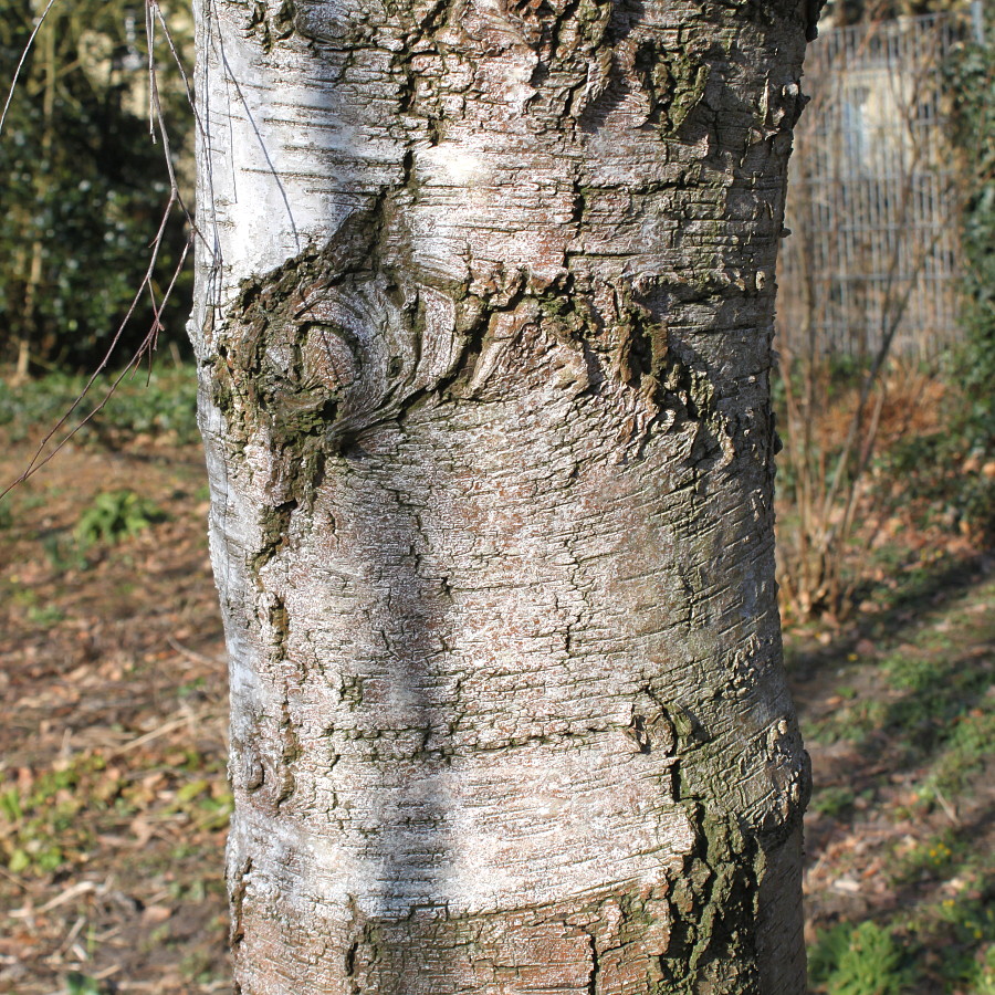 Image of Betula pendula f. dalecarlica specimen.