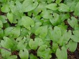Maianthemum bifolium