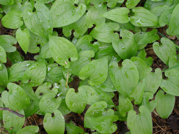 Изображение особи Maianthemum bifolium.