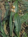 Holosteum umbellatum