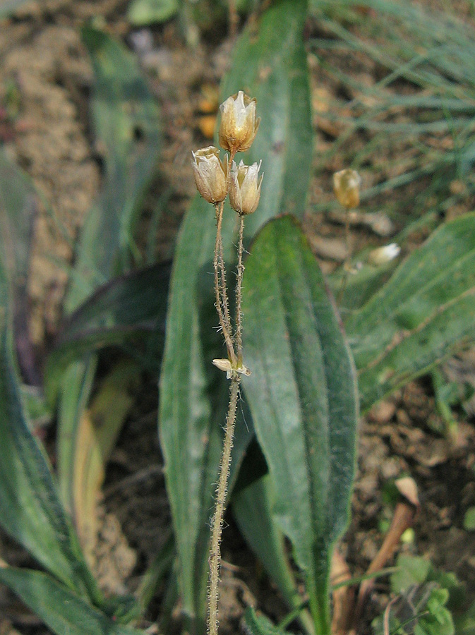 Изображение особи Holosteum umbellatum.