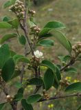 Cotoneaster integerrimus