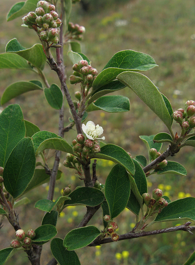 Image of Cotoneaster integerrimus specimen.