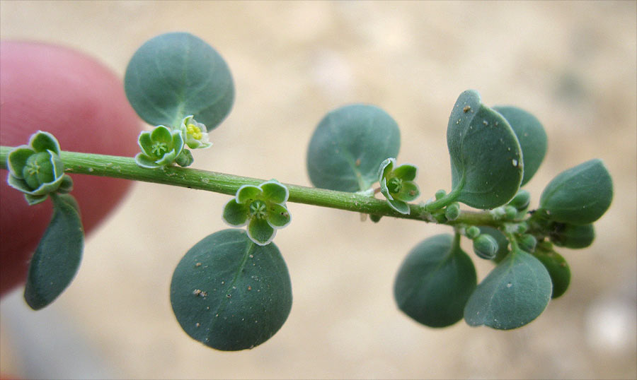 Изображение особи Andrachne rotundifolia.