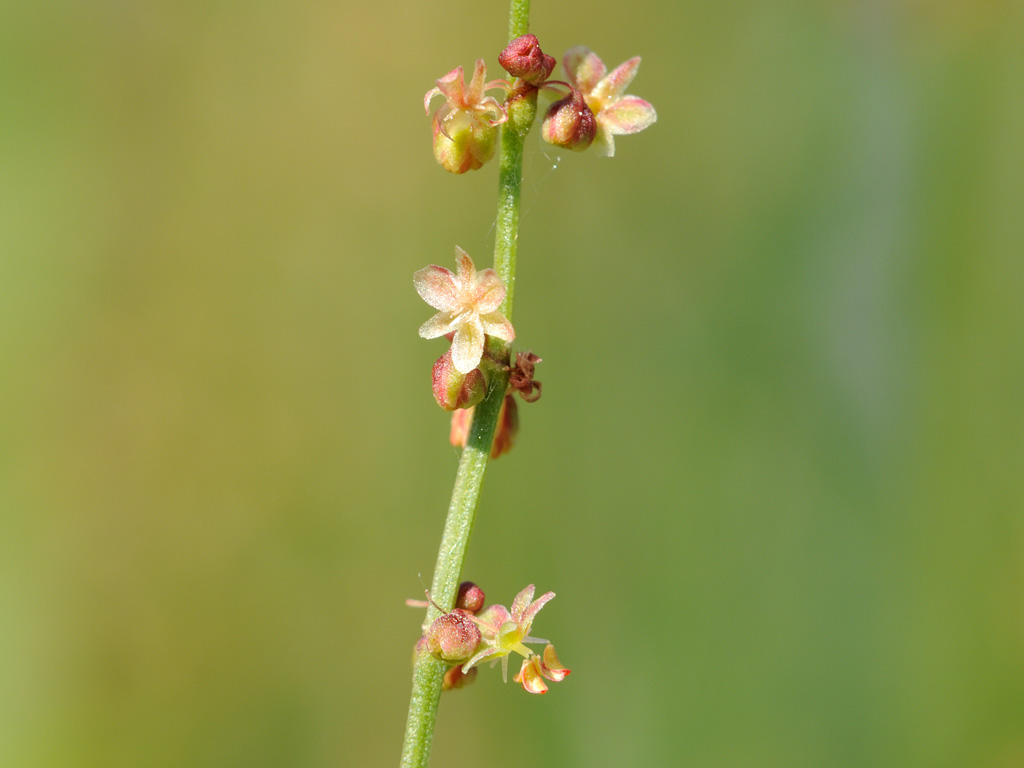 Image of Rumex acetosella specimen.