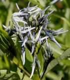 Amsonia tabernaemontana