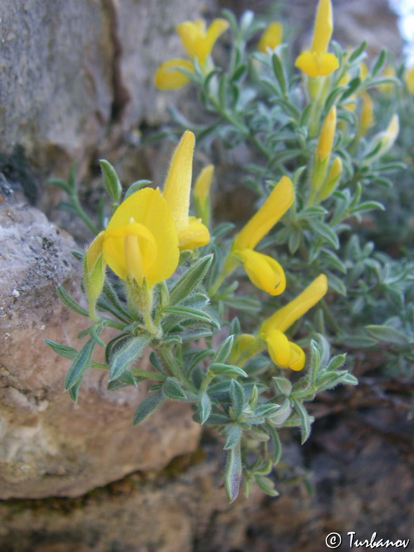 Изображение особи Genista albida.