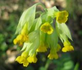 Primula veris