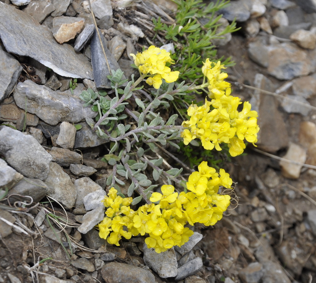 Image of Alyssum handelii specimen.