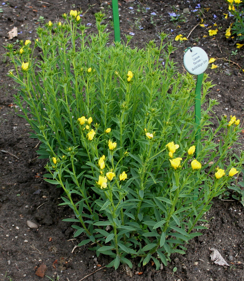 Изображение особи Linum flavum.