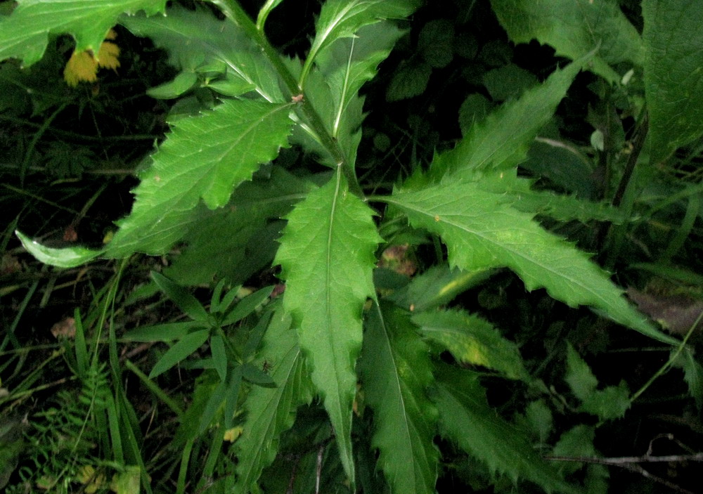 Image of genus Adenophora specimen.