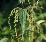 Urtica sondenii. Лист. Для вида характерны узкие голые листья. Архангельская обл., Красноборский р-н, берег реки Сётра. 08.08.2013.