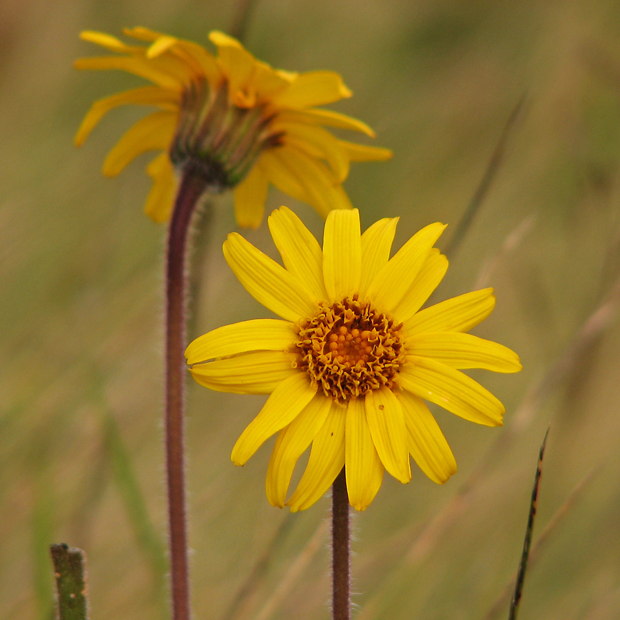 Image of Arnica montana specimen.