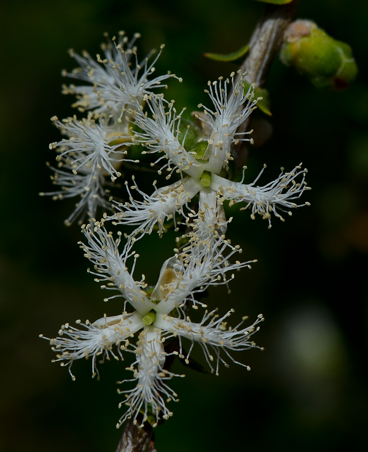 Image of Melaleuca cardiophylla specimen.