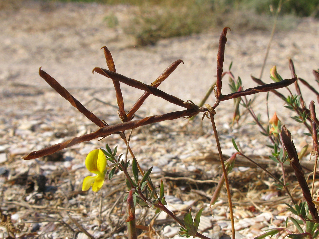 Image of Lotus frondosus specimen.