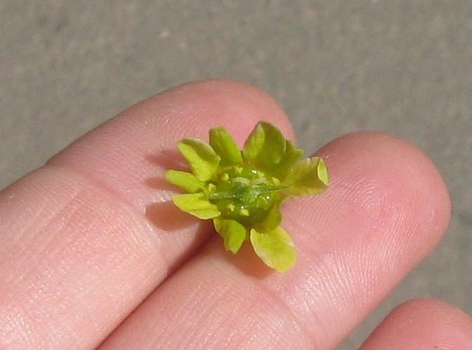 Image of Acer platanoides specimen.