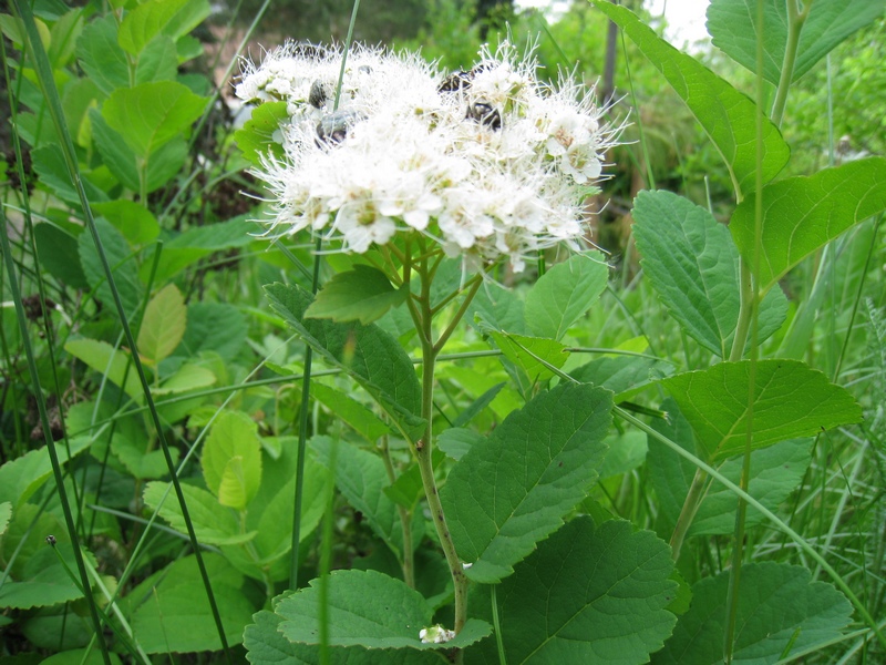 Image of Spiraea betulifolia specimen.