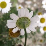 Pyrethrum parthenifolium. Соцветие со стороны обёртки. Краснодарский край, Крымский р-н, окр. станицы Нижнебаканская, обочина горно-лесной дороги. 28.09.2013.