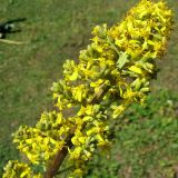 Ligularia macrophylla