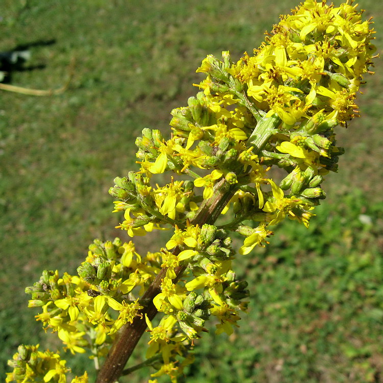 Изображение особи Ligularia macrophylla.