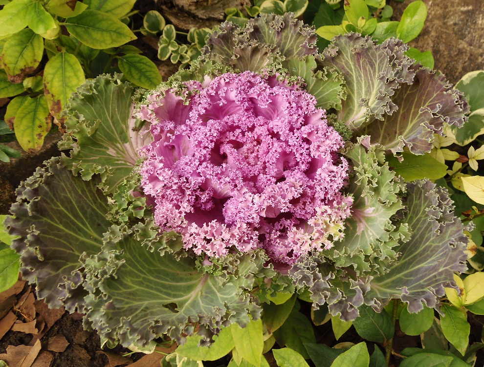 Image of Brassica oleracea var. viridis specimen.