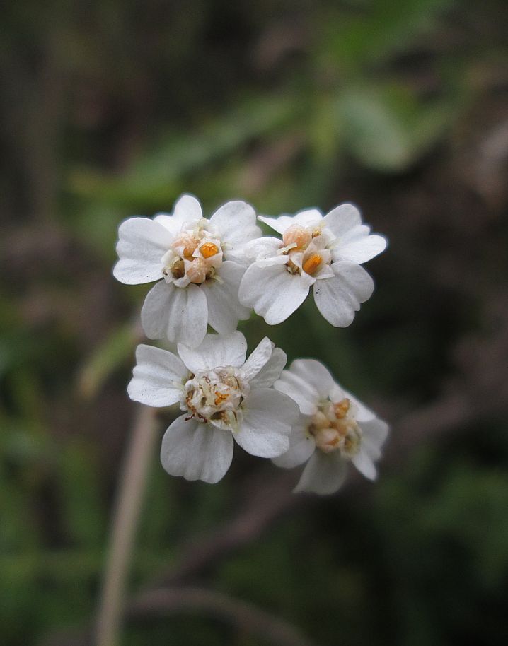 Image of genus Achillea specimen.