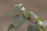 Solanum nigrum