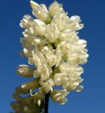 Vicia amurensis