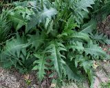 Cirsium rivulare