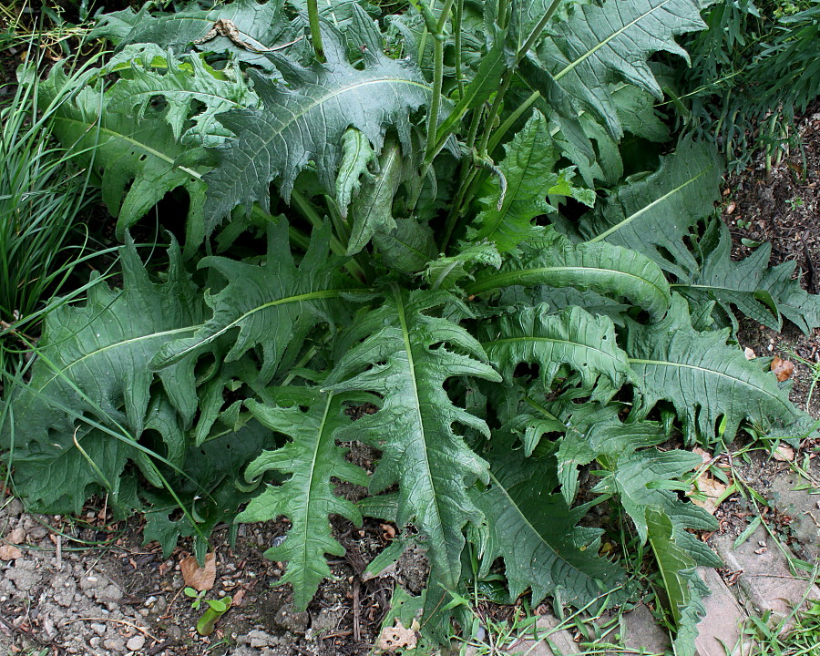 Image of Cirsium rivulare specimen.