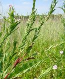 Epilobium tetragonum